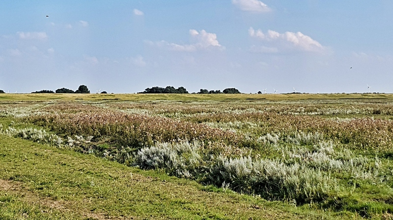 Salzwiesen an der Emsmündung