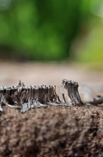 Reste einer Kletterpflanze