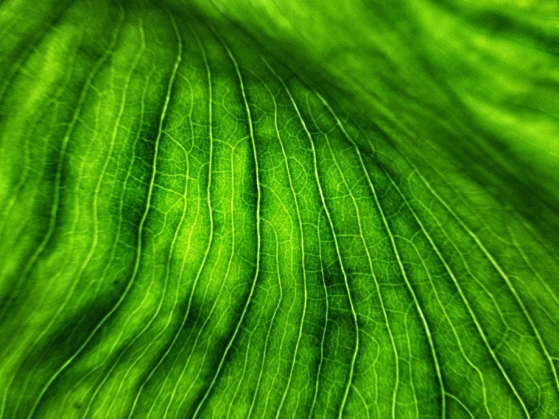 Sanp-2012-07-21_1879_USA