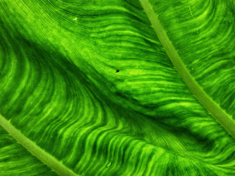 Blattstrukturen, Greenville  - South Carolina, USA