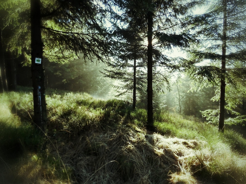 Waldstimmung im Hohen Venn, Belgien