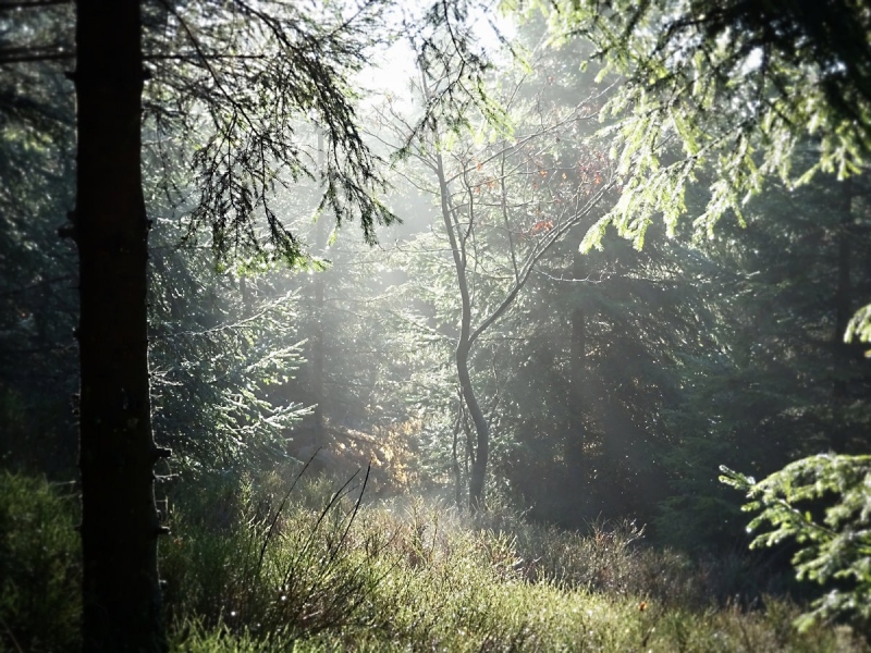 Waldstimmung im Hohen Venn, Belgien