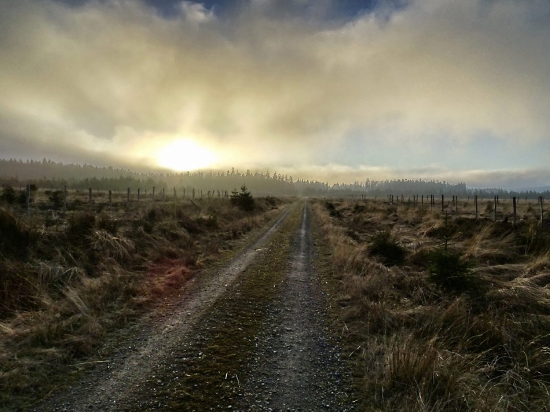 Weg bei Sonnenuntergang im Hohen Venn, Belgien
