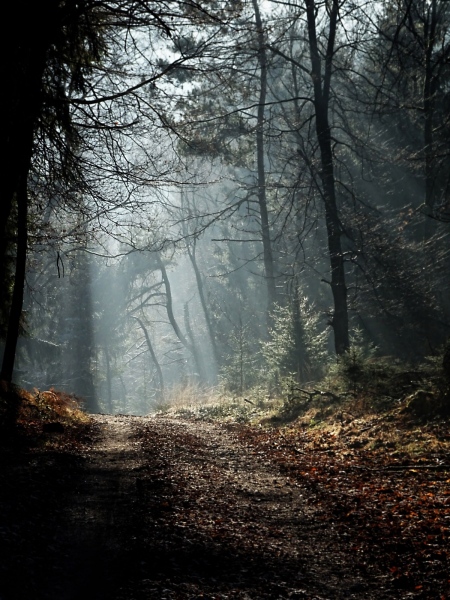 Waldweg im Winter bei Overath