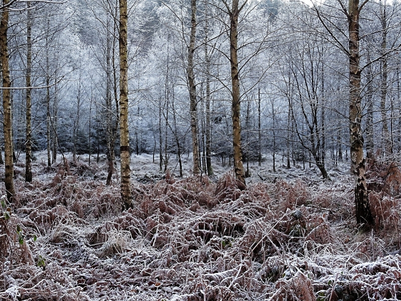 Birkenwald im Winter im Loopebachtal