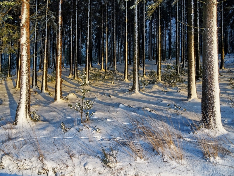 Winterwald am Kleien Heckberg bei Overath