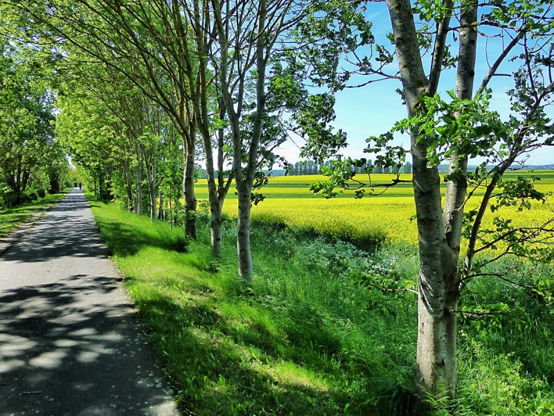 Frühsommerstimmung in der Eifel