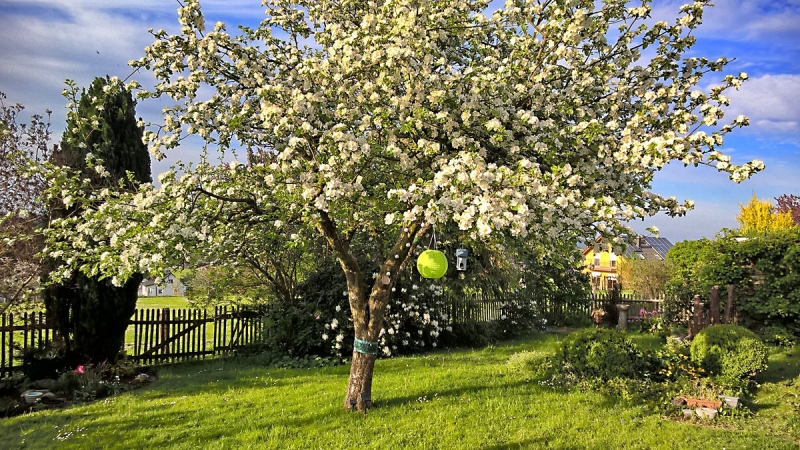 Apfelbaum in Blüte