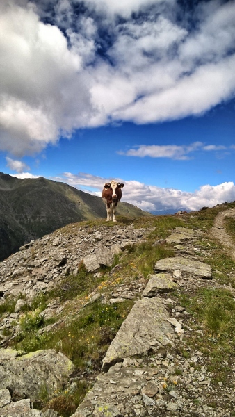 Einsame Kuh im Wallis - Schweiz