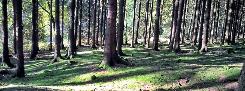 Wald  bei Overath