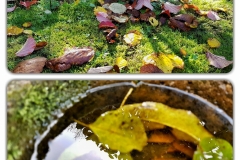 Impressionen aus dem Garten